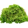 Thai Lettuce 泰国生词啊