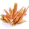 Finger Root 手指姜