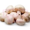 Button Mushroom 顶蘑菇