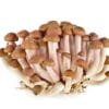Black Shimeiji Mushroom 黑玉菇