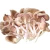 Siew Cheng Mushroom 秀珍菇