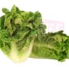 Baby Lettuce Romaine 小罗马生菜
