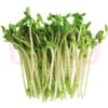Cameron Bean Seeding 金马路豆苗