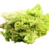Green Coral 青生菜