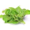 Fresh Ice Plant 冰菜