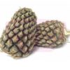 Pineapple Morris 黄梨