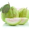 Guava Luohan 罗汉番石榴
