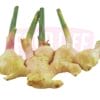 Young Ginger 子姜