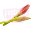 Ginger Flower 姜花