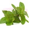 Mint Leaf 薄荷叶