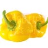 Yellow Capsicum 黄灯笼椒
