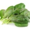 Herb Baby Spinach 嫩菠菜叶