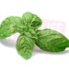 Herb Basil 罗勒
