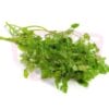Herb Chervil 细叶芹