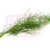 Herb Dill 莳萝