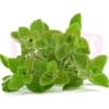 Herb Oregano 披萨草