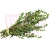 Herb Thyme 百里香