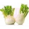 Fennel 茴香