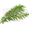 Curry Leaf 咖喱叶
