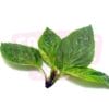 Sweet Basil 甜金不换