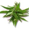 Asam Leaf 亚参叶