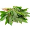 Tapioca Leaf 木薯叶