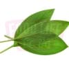 Tumeric Leaf 黄姜叶