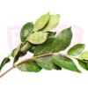 Salam Leaf 沙朗叶