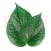 Betel Leaf 槟榔叶