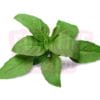 Ocimum X Citriodorum 柠檬罗勒叶