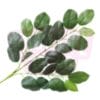 Lemon Leaf 柠檬叶