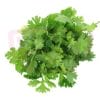 Thai Coriander 泰国芫荽