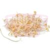 Big Beansprout 大豆芽