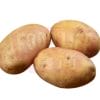 Potato 土豆