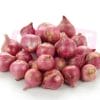 Onion India Rose 印度小红葱