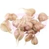 Garlic W Skin 老蒜头