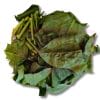 Spinach Chinese 菠菜 (切)