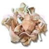 Abalone Mushroom 鲍鱼菇 (切)