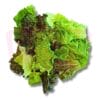 Mixed Salad 混合沙拉菜